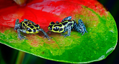 Fotografías de ranas venenosas by Michael Kern