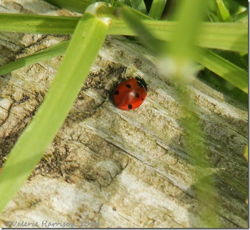 26-7-spot-ladybird
