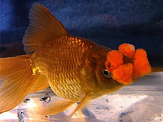 PomPom/Hanafusa Goldfish