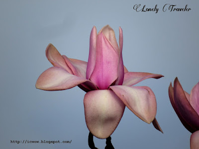 Campbell's magnolia - Magnolia campbellii