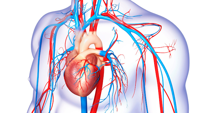 Deterioration of Cardiovascular Health