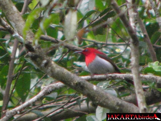 Jenis-Jenis Burung Kolibri