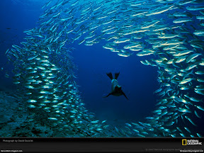 Underwater Creature | nature desktop wallpapers Images Photos