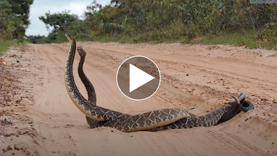 Rattlesnake Courtship Behavior