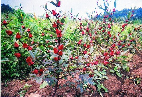 Ade Maisa Mandiri Kebun Rosela