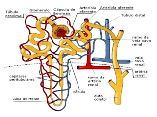 Proses Pembentukan Urine