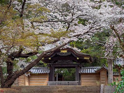 Sakura (Prunus yedoensis) flowers: Engaku-ji