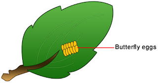 Butterfly eggs