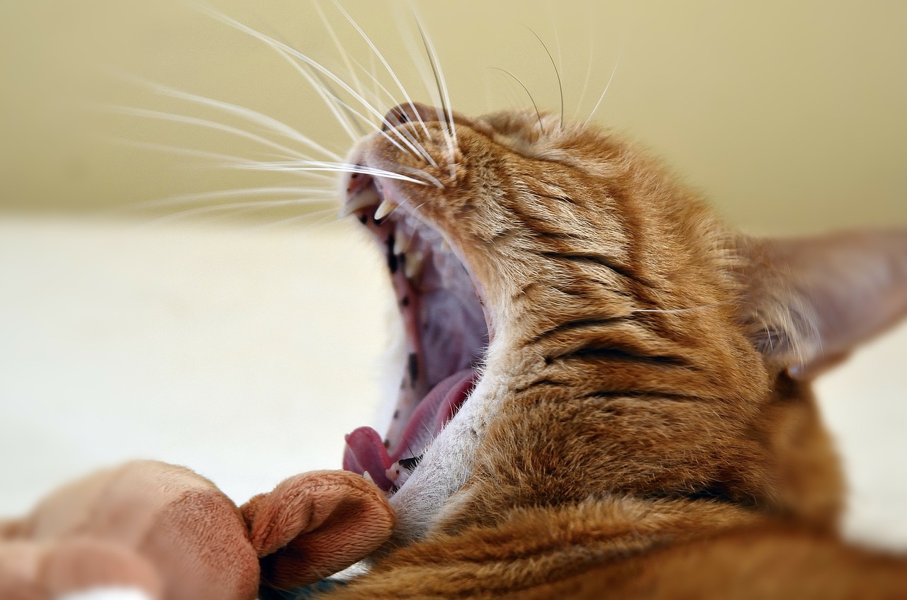 猫を飼っていると精神疾患になりやすい 猫の噛みつきとうつ病 からすのひろいもん