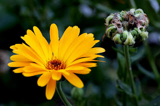 Die Ringelblume im Klostergarten St. Gallen