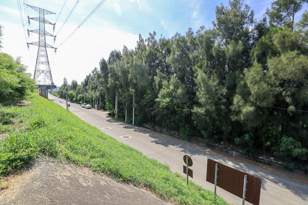 台中后里大安溪畔甜根子草開滿整座河床，火炎山下雪白世界好療癒