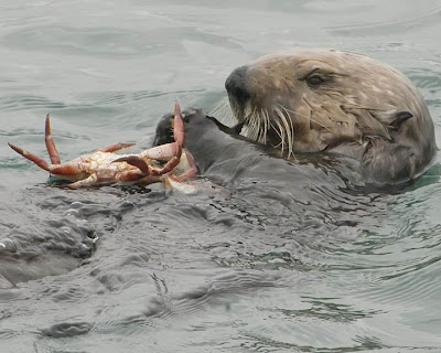 sea otter eating a crab