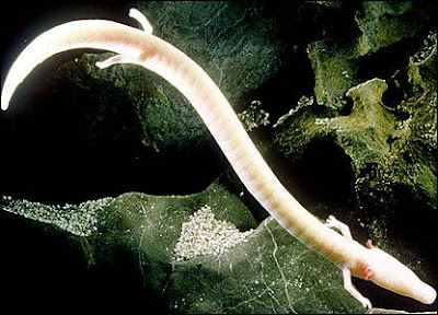 Olm