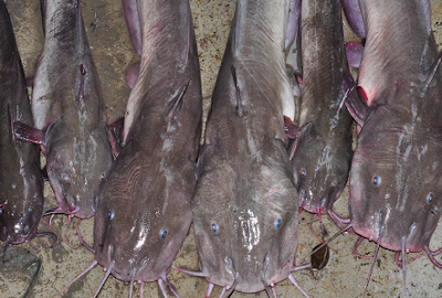 ikan sembilang, ikan lele, catfish, ikan lele laut, ikan beracun, patil sembilang