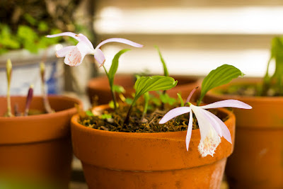 Pleione hookeriana care and culture