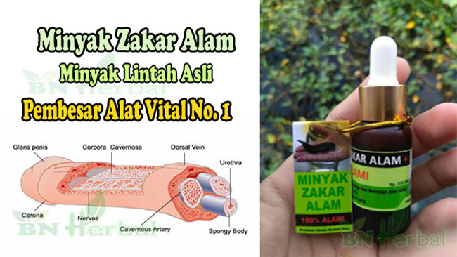 Minyak Lintah Obat Pembesar Penis