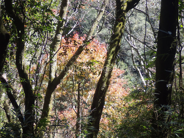 Alishan maple autumn foliage