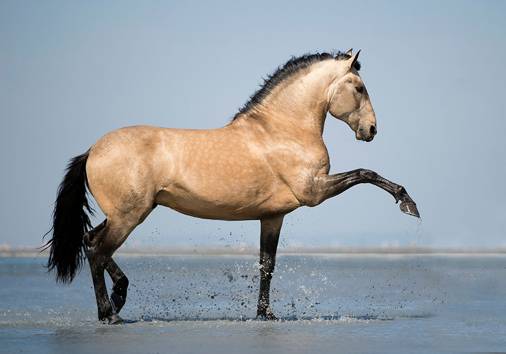 El caballo lusitano es apreciado por su elegancia, versatilidad y nobleza.