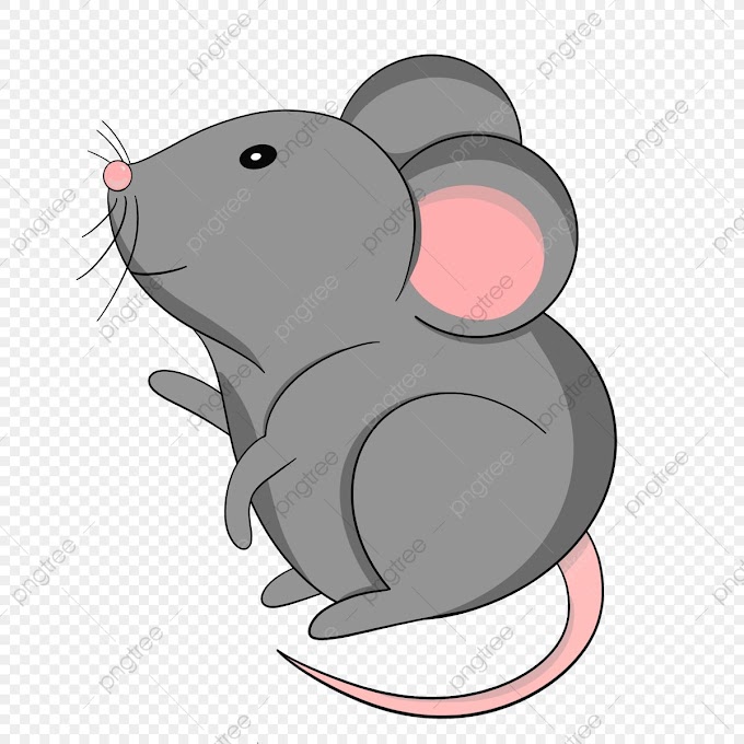  Rat