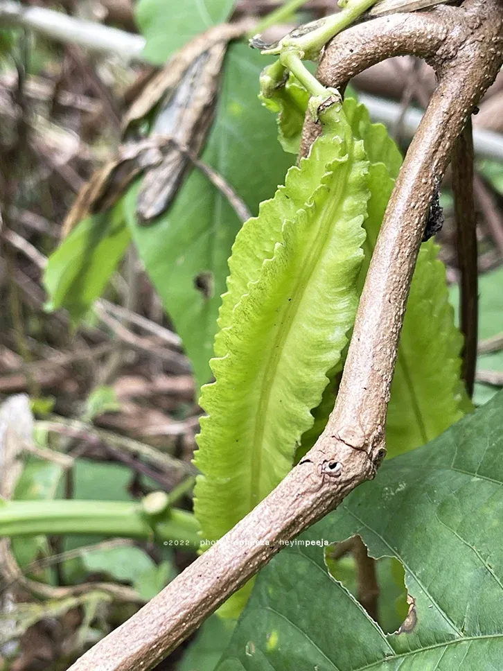 kacang botor