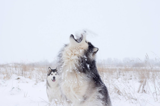 10 Facts You NEED To Know About the Siberian Husky!