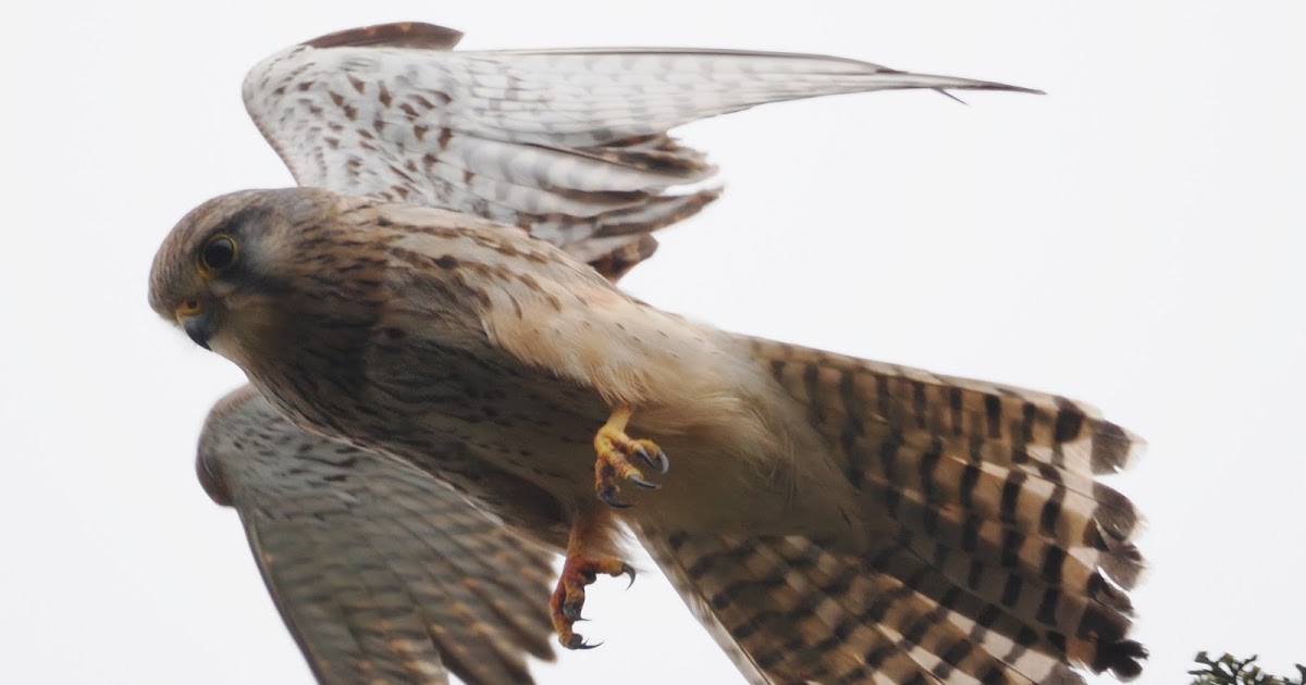 stonefactionbirding2014.blogspot.com