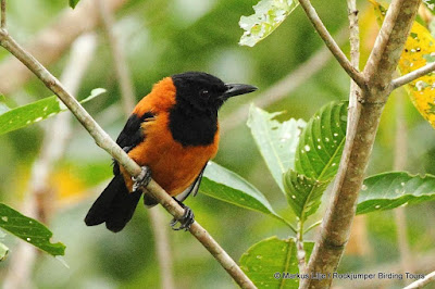 Pitohui dichrous