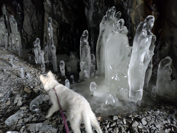 hvit gjeterhund sperillbanen ådalen istapper