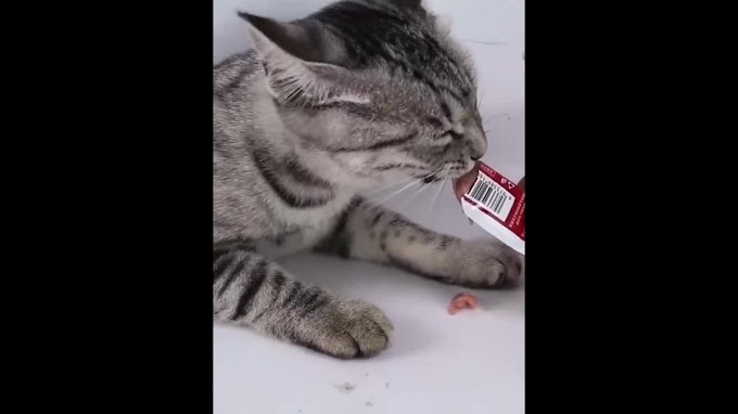 [ bicote ] Súp thưởng cho mèo shizuka, cat food... snack mèo đầy đủ dinh dưỡng giá rẻ thanh 15g