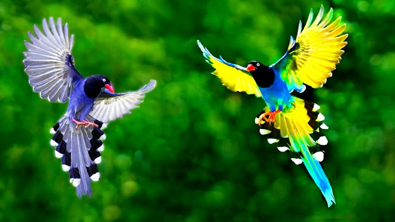 Best Bird Pictures, Pictures - Many Bird Pictures Download - Different Famous Birds of Bangladesh - Beautiful Bird Pictures - beautiful bird - NeotericIT.com