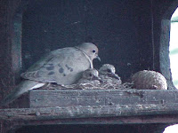 Dove Bird House