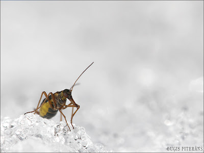 Sniega muša (Boreus sp.)