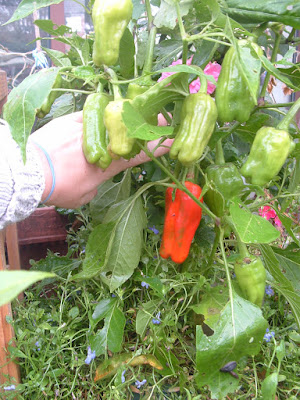 One red pepper and several green growing on a plant