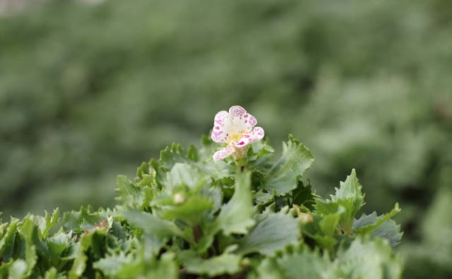 Monkey Flowers