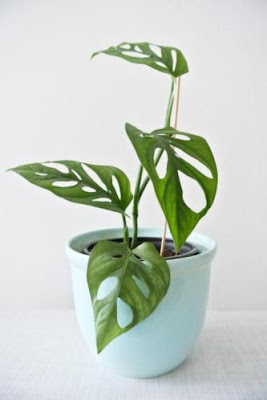 A monstera Adansonii é uma planta nativa da América central e do Sul e também atinge 2 metros de altura.