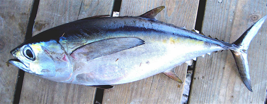 Ikan Tuna | Budidaya Ikan | Ikan Hias | Resep Ikan | Gambar dan Video