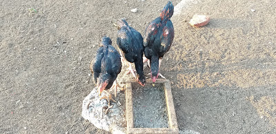 Jual ayam bangkok suwaru