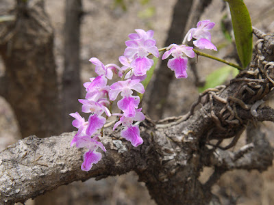 Grow and care Aerides maculosa orchid - The Spotted Aerides