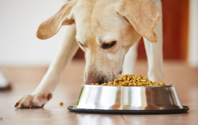 Why Does My Dog Smell Like Corn Chips?