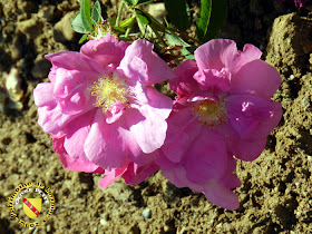 VILLERS-LES-NANCY (54) - La roseraie du Jardin botanique du Montet - Rosa Gallica