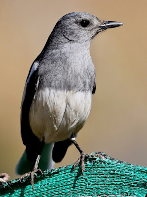 Oriental Magpie-Robin - resident