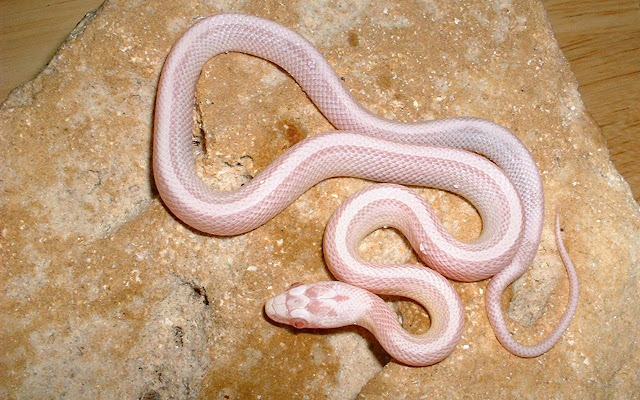World-most-beautiful-snake, Poisonous-Non-poisonous-snakes