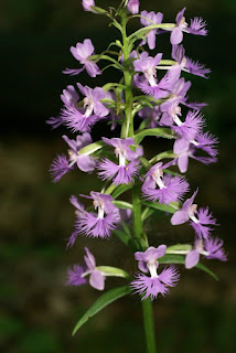 Platanthère papillon - Platanthera psycodes - Habénaire papillon - Habenaria psycodes