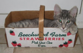 Riley resting in the strawberry basket