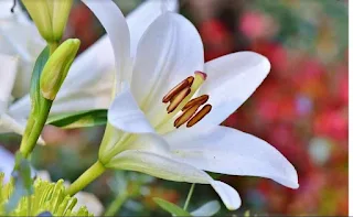 bunga lili putih