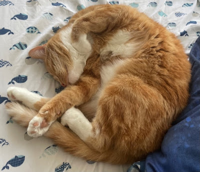 An orange cat with darker stripes and a white neck, belly, and paws is curled up on an unmade bed. She looks extremely cozy.