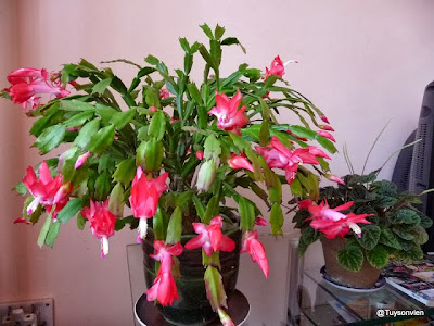 cay tieu quynh - hoa canh buon ho