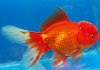 🥇Pez Goldfish ▷Características y Cuidados◁