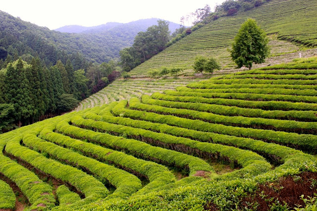 Boseong Green Tea Fields