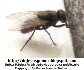 Foto de una mosca de perfil de Jesus Gómez